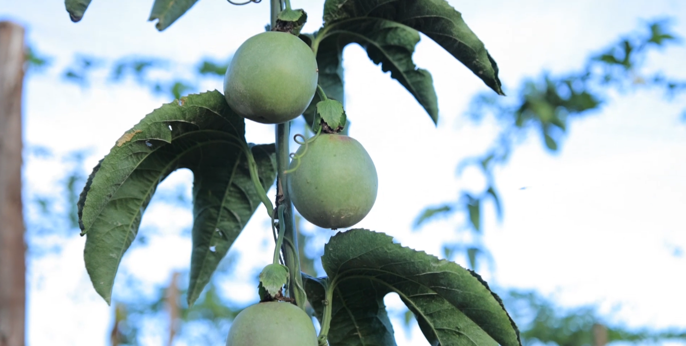 Hortifresh - Fresh Fruits & Vegetables Association Certification