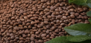 Arabica Coffee