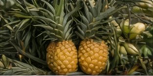 Sweet Pineapples for Export